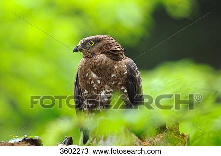 Honey buzzard, Pernis apivorus, Bavarian Forest, Bavaria, Germany, Europe View Large Photo Image Stock Image - Honey buzzard, Pernis apivorus, Bavarian Forest, Bavaria, Germany, Europe . Fotosearch