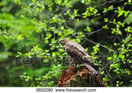 Stock Image - Honey buzzard, Pernis apivorus, Bavarian Forest, Bavaria, Germany, Europe . Fotosearch