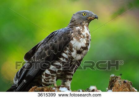 Honey Buzzard (Pernis apivorus) View Large Photo Image Stock Photo - Honey Buzzard (Pernis apivorus) . Fotosearch