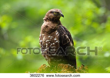 Honey buzzard, Pernis apivorus, Bavarian Forest, Bavaria, Germany, Europe View Large Photo Image Stock Photograph - Honey buzzard, Pernis apivorus, Bavarian Forest, Bavaria, Germany, Europe . Fotosearch