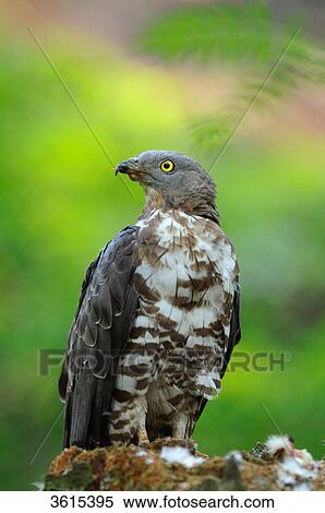 Honey Buzzard (Pernis apivorus) View Large Photo Image Stock Photography - Honey Buzzard (Pernis apivorus) . Fotosearch