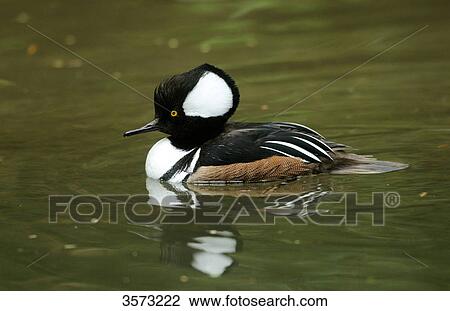 Hooded Merganser (Lophodytes cucullatus) on water, Zoo Augsburg, Germany View Large Photo Image Stock Image - Hooded Merganser (Lophodytes cucullatus) on water, Zoo Augsburg, Germany . Fotosearch