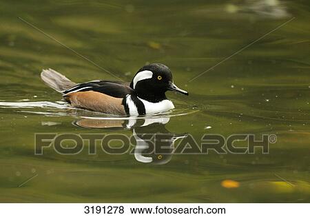 Hooded Merganser (Lophodytes cucullatus), Zoo of Augsburg, Germany, side view View Large Photo Image Stock Photo - Hooded Merganser (Lophodytes cucullatus), Zoo of Augsburg, Germany, side view . Fotosearch