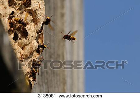 Stock Image - Hornets nest (Vespa crabro), Bavaria, Germany, close-up . Fotosearch