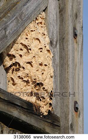 Hornets nest (Vespa crabro), Bavaria, Germany View Large Photo Image Stock Photograph - Hornets nest (Vespa crabro), Bavaria, Germany . Fotosearch