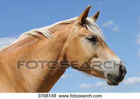 Horse in front of blue sky, Austria View Large Photo Image Stock Photo - Horse in front of blue sky, Austria . Fotosearch