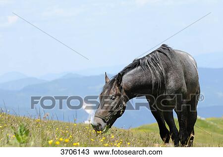 Horse on alpine pasture, Austria View Large Photo Image Stock Image - Horse on alpine pasture, Austria . Fotosearch