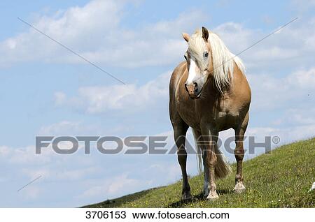 Stock Image - Horse on alpine pasture, Austria . Fotosearch
