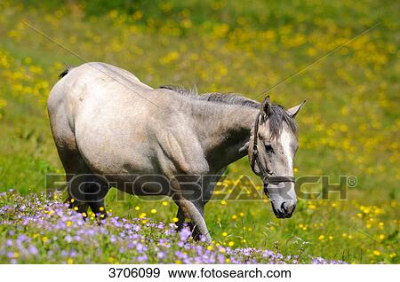 Stock Photo - Horse on alpine pasture, Austria . Fotosearch