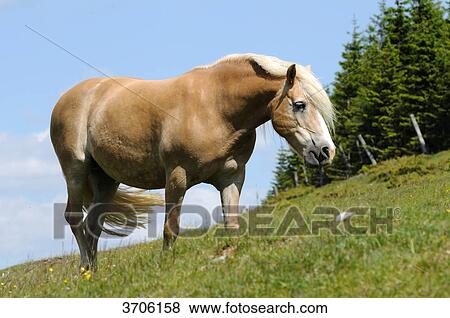 Stock Photo - Horse on alpine pasture, Austria . Fotosearch