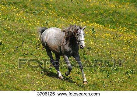 Stock Photograph - Horse running on alpine pasture, Austria . Fotosearch