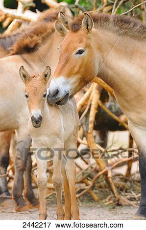 Stock Photo - Horse standing with its foal . Fotosearch