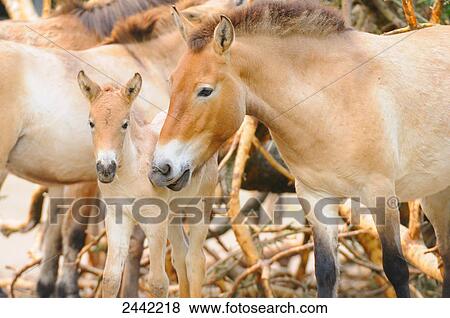 Stock Photo - Horse standing with its foal . Fotosearch