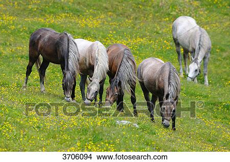 Picture - Horses grazing on alpine pasture, Austria . Fotosearch