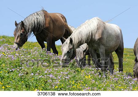 Horses grazing on alpine pasture, Austria View Large Photo Image Stock Photo - Horses grazing on alpine pasture, Austria . Fotosearch