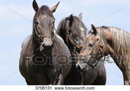 Stock Image - Horses in front of blue sky, Austria . Fotosearch