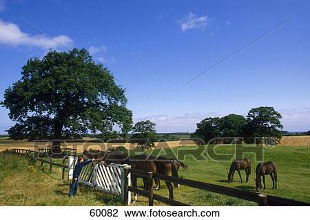 Stock Image - Horses in paddock, Hohwacht Bay, Trakehnian, Schleswig-Holstein, Germany . Fotosearch