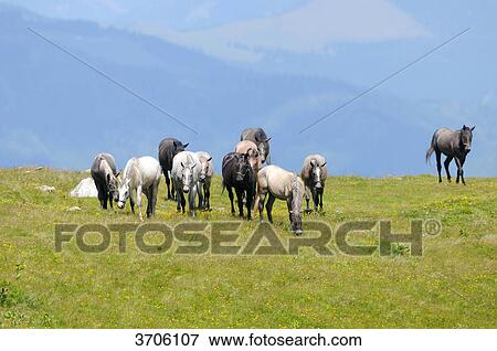 Stock Photo - Horses on alpine pasture, Austria . Fotosearch