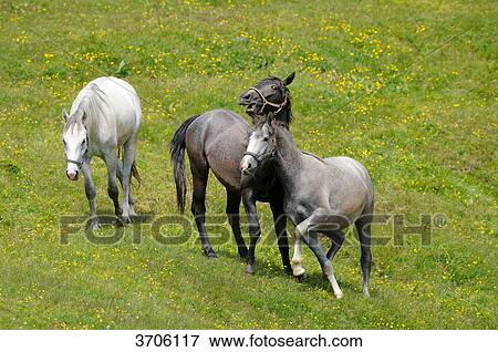 Horses on alpine pasture, Austria View Large Photo Image Stock Photo - Horses on alpine pasture, Austria . Fotosearch