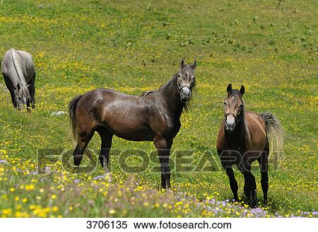 Horses on alpine pasture, Austria View Large Photo Image Stock Photography - Horses on alpine pasture, Austria . Fotosearch