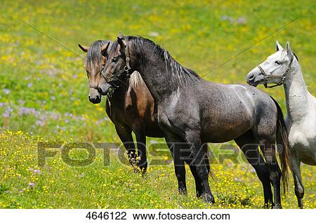 Stock Image - Horses on an alp . Fotosearch