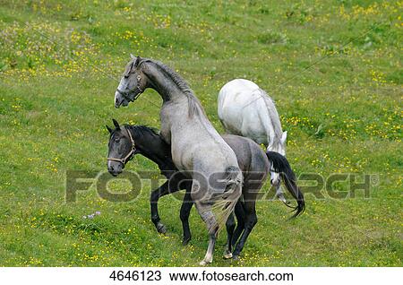 Stock Image - Horses on an alp . Fotosearch