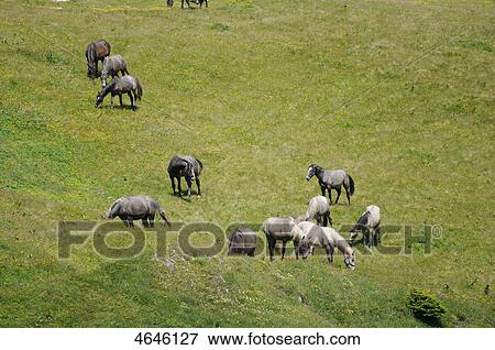 Stock Photo - Horses on an alp . Fotosearch