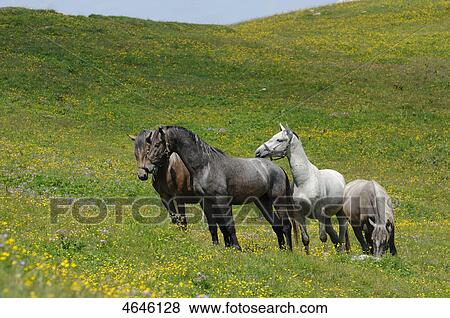 Stock Photo - Horses on an alp . Fotosearch