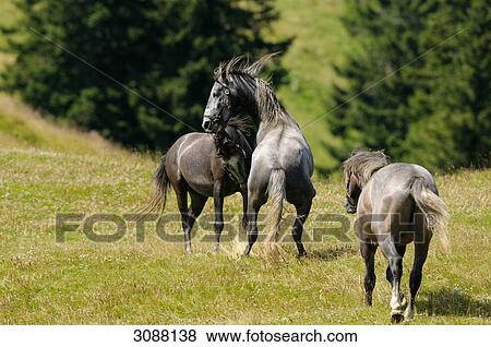 Horses playing on a meadow, Styria, Austria View Large Photo Image Stock Photo - Horses playing on a meadow, Styria, Austria . Fotosearch