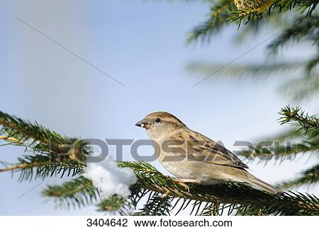 House sparrow (Passer domesticus) on a branch, side view View Large Photo Image Stock Image - House sparrow (Passer domesticus) on a branch, side view . Fotosearch