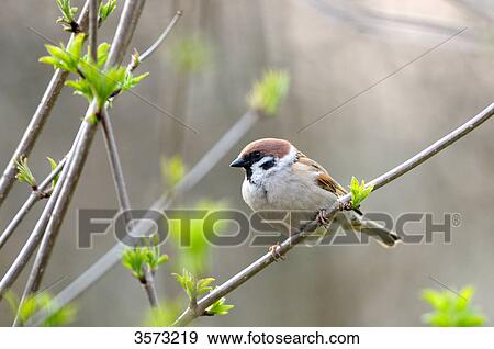 House Sparrow (Passer domesticus) on branch View Large Photo Image Stock Photo - House Sparrow (Passer domesticus) on branch . Fotosearch