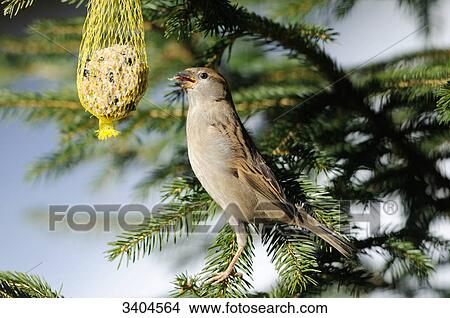 House sparrow (Passer domesticus) eating, Franconia, Germany, side view View Large Photo Image Picture - House sparrow (Passer domesticus) eating, Franconia, Germany, side view . Fotosearch