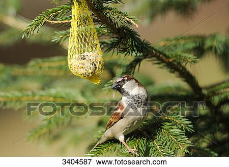 House sparrow (Passer domesticus) perching on a twig beside a fat ball, Franconia, Germany View Large Photo Image Stock Photo - House sparrow (Passer domesticus) perching on a twig beside a fat ball, Franconia, Germany . Fotosearch