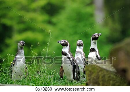 Humboldt Penguin (Spheniscus humboldti) in meadow View Large Photo Image Stock Image - Humboldt Penguin (Spheniscus humboldti) in meadow . Fotosearch
