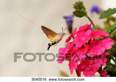 Hummingbird Hawk-moth (Macroglossum stellatarum) sucking at a flower, close-up View Large Photo Image Stock Photograph - Hummingbird Hawk-moth (Macroglossum stellatarum) sucking at a flower, close-up . Fotosearch