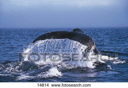 Humpback whale (Megaptera novaeangliae) breaching in sea, Newfoundland, Canada View Large Photo Image Picture - Humpback whale (Megaptera novaeangliae) breaching in sea, Newfoundland, Canada . Fotosearch