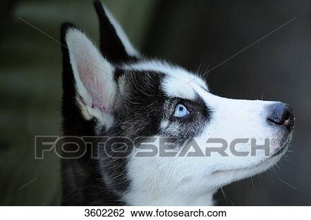 Stock Image - Husky, portrait . Fotosearch