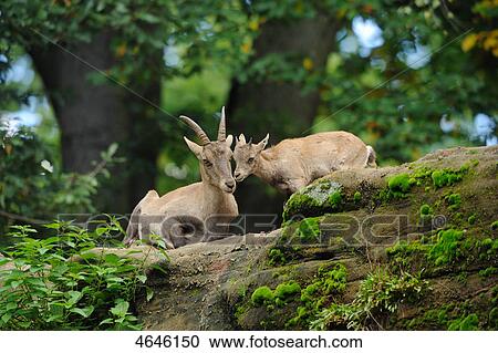 Ibex, Capra ibex ibex View Large Photo Image Stock Image - Ibex, Capra ibex ibex . Fotosearch