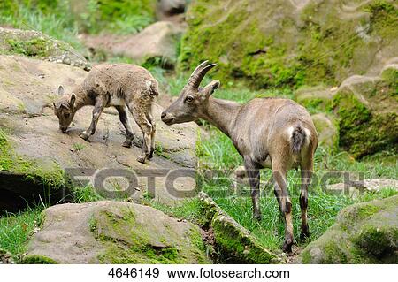 Ibex, Capra ibex ibex View Large Photo Image Stock Photo - Ibex, Capra ibex ibex . Fotosearch
