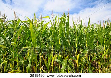 Indian corn crop in field, Germany View Large Photo Image Stock Image - Indian corn crop in field, Germany . Fotosearch