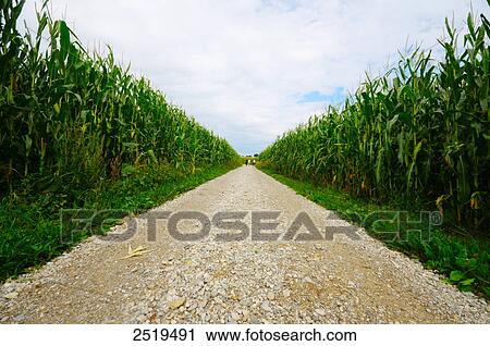 Indian corn crop in field, Germany View Large Photo Image Stock Image - Indian corn crop in field, Germany . Fotosearch