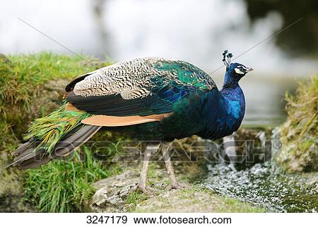 Stock Photo - Indian Peafowl (Pavo cristatus), side view . Fotosearch