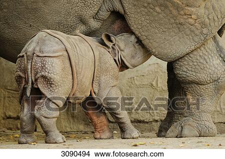 Picture - Indian rhinoceros and young deer . Fotosearch