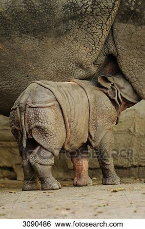 Stock Photograph - Indian Rhinoceros and young deer, Rhinoceros unicornis . Fotosearch