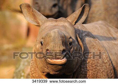 Indian rhinoceros (Rhinoceros unicornis), close-up View Large Photo Image Stock Photo - Indian rhinoceros (Rhinoceros unicornis), close-up . Fotosearch