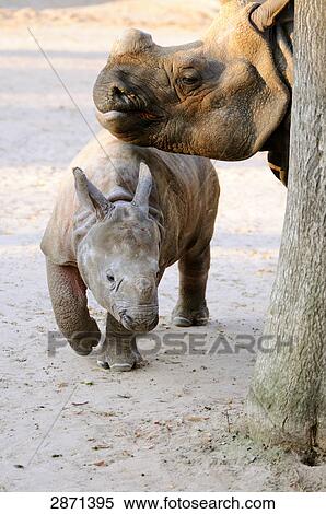 Stock Photography - Indian Rhinoceros (Rhinoceros unicornis) with its young ones in zoo . Fotosearch