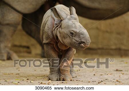 Indian Rhinoceros, Rhinoceros unicornis View Large Photo Image Stock Photography - Indian Rhinoceros, Rhinoceros unicornis . Fotosearch