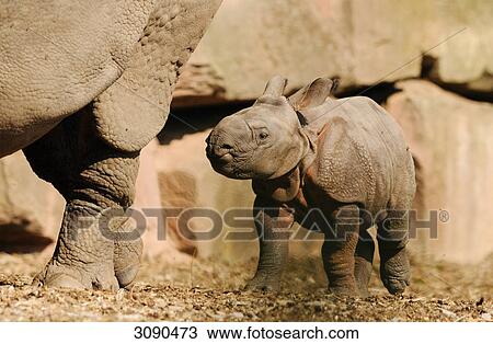 Stock Image - Indian Rhinoceros unicornis . Fotosearch