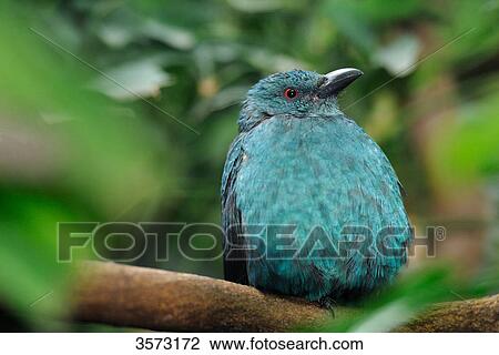 Irena puella perching on branch, close-up View Large Photo Image Stock Image - Irena puella perching on branch, close-up . Fotosearch