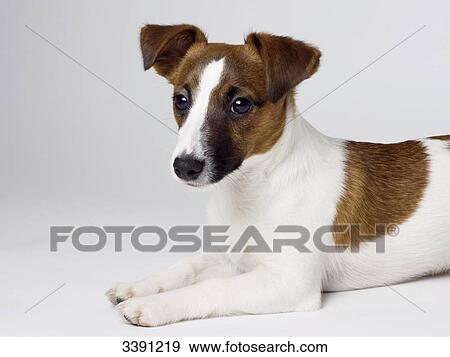 Stock Photo - Jack Russel Terrier puppy lying in front of a white background, portrait . Fotosearch